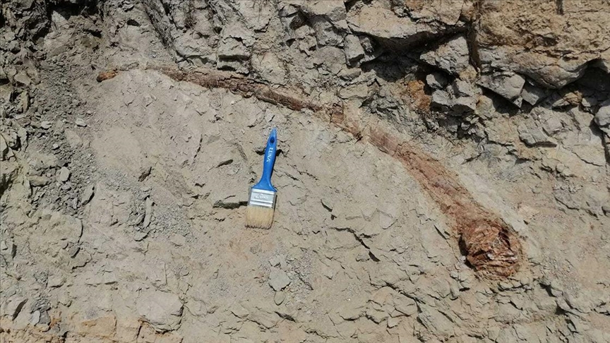 17 milyon yıllık fil dişi fosili bulundu