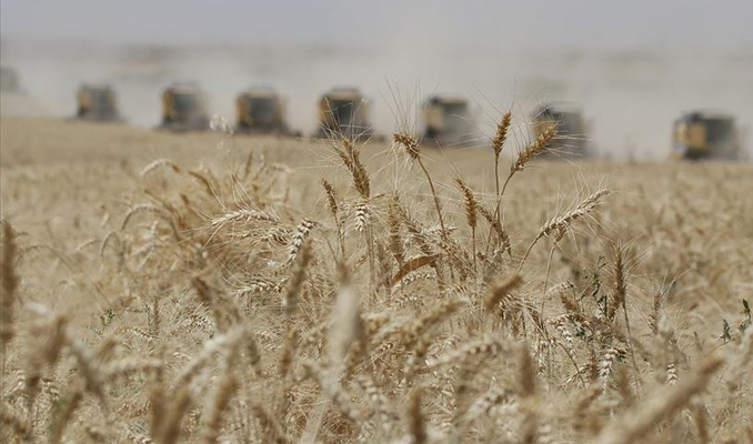 Buğday üretiminde kuraklık tehdidi! Gıda fiyatları artar mı
