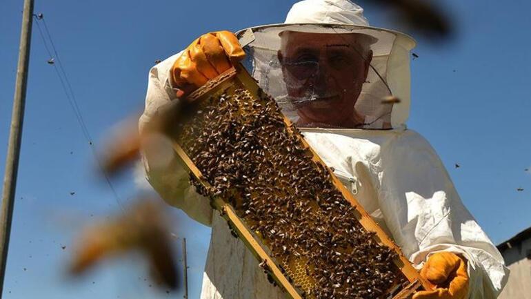 Çam balı üretimine büyük darbe