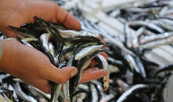 Hamsi avı yasağı uzatıldı