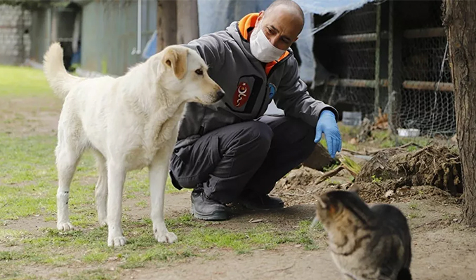 Hayvanları Koruma Kanunu değişti! Artık
