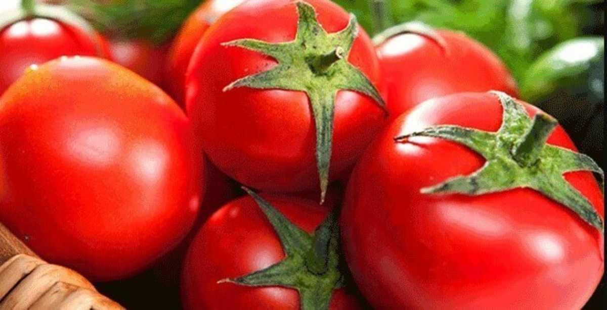 İngiltere genetiği düzenlenmiş ürünlere yönelik kısıtlamaları gevşetiyor