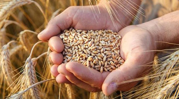 İthal buğdayın fiyatı dolar bazında düştü