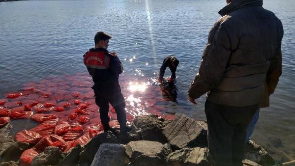 İzmir’de 2 ton canlı beyaz midye ele geçirildi
