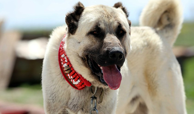 Kangal köpeklerine çipli takip