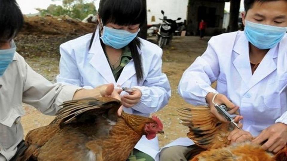 Kuş gribi vakaları artıyor: Japonya’dan korkutan açıklama